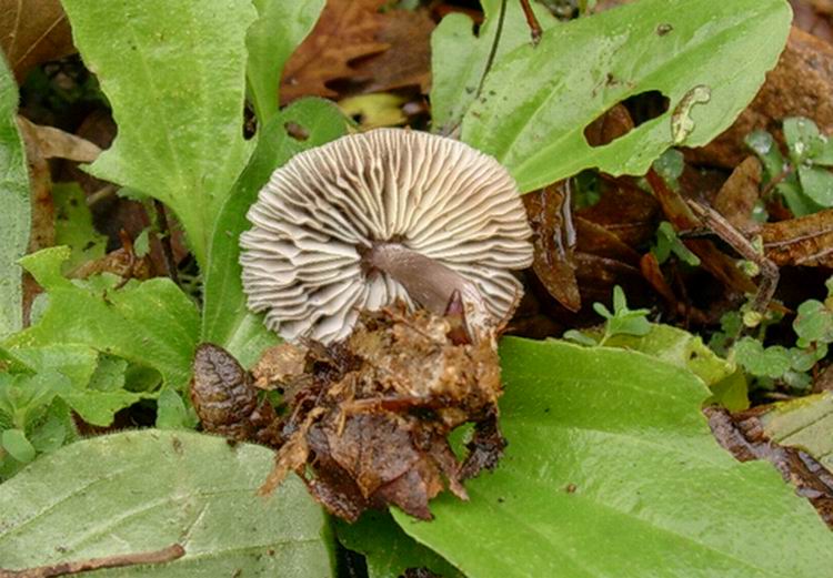 494 Novembre vecchio ritrovamento